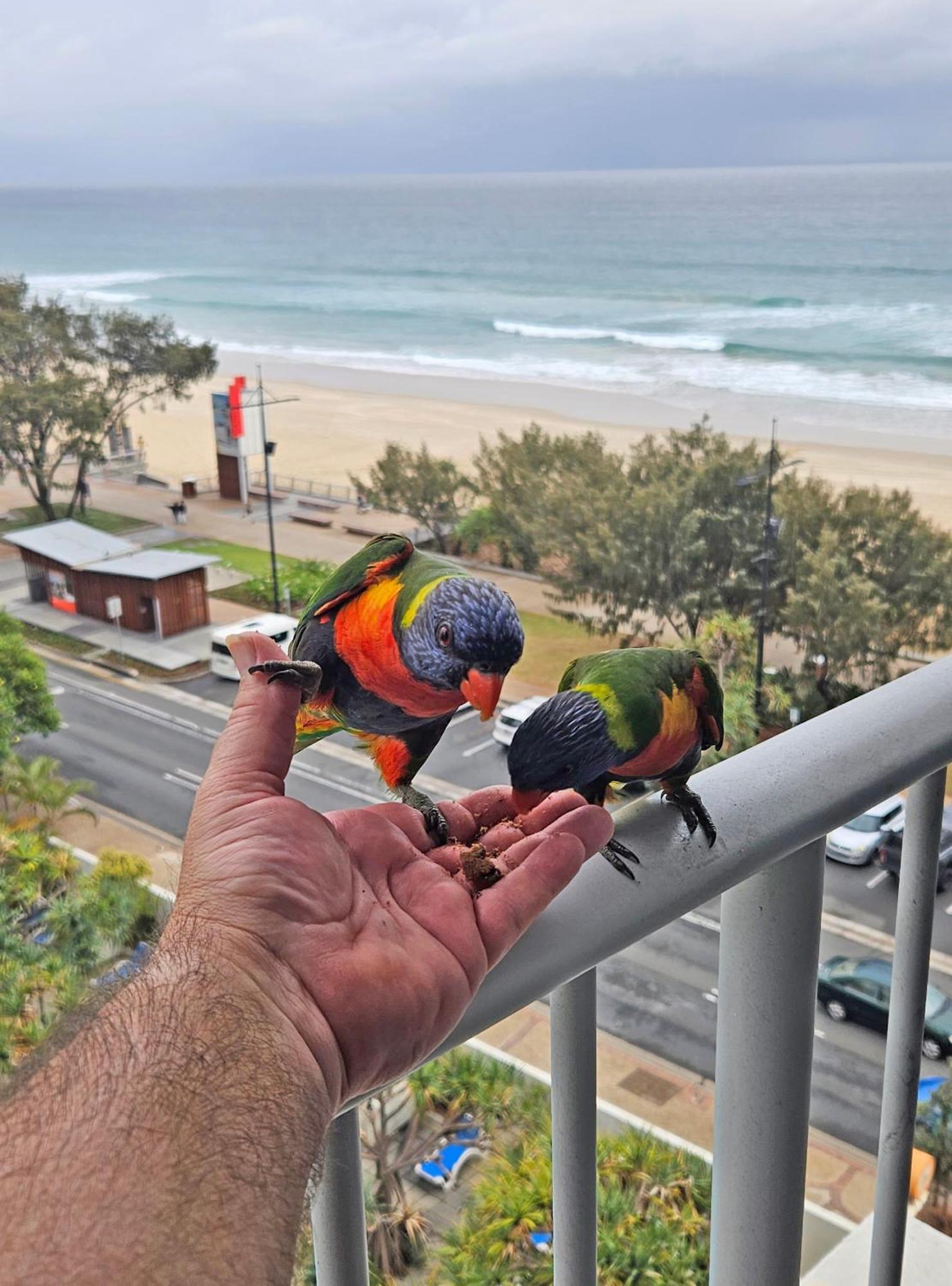 Beachfront Studio Gold Coast Exterior foto